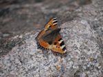 Schmetterling Kleiner Fuchs