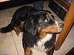 den Hund mag ich