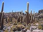 Kakteenfeld Salar Uyuni
