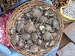 getrocknete Fr�sche