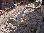 kleines Lama auf der Isla de Sol