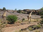 Giraffen