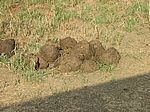 Da waren wohl gro�e Tiere da (Nash�rner)