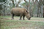 Ein einzelnes Nashorn