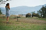 Watching the wildlife