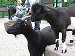 die sind wohl satt