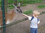 auch an die gro�en Tiere traut sich Felix ran