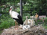 Familie Klapperstorch