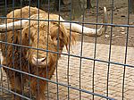 Highland-Rinder
