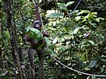 Orang Utan