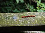 treffen sich zwei Raupen im Wald.....