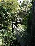 Canopy Walk in Mulu