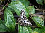 Buttefly