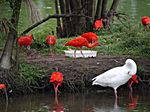 im Vogelpark