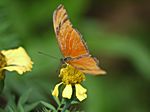 ein Schmetterling