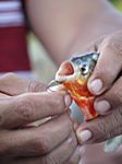 ein Piranha