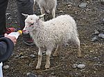 kleine Waisenkinder