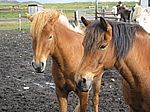 Isl�ndische Pferde