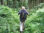 im Pf�lzer Wald