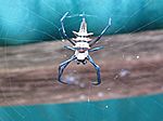eine etwas gr��ere Spinne